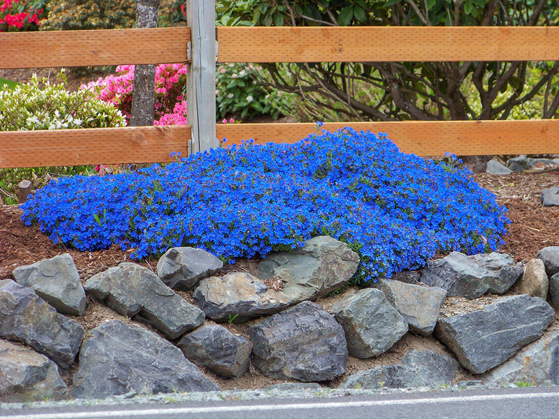 Lithodora 'Grace Ward' 9cm