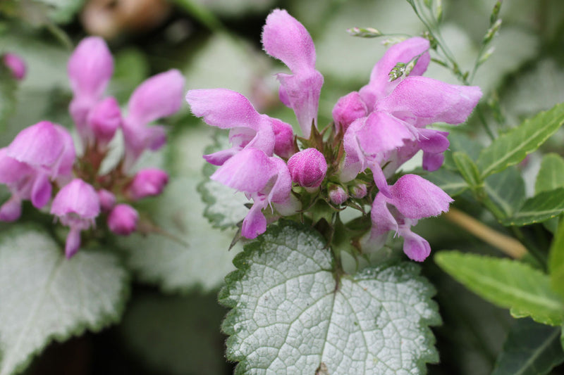 Lamium 'Pink Chablis'