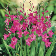 Gladiolus Italicus