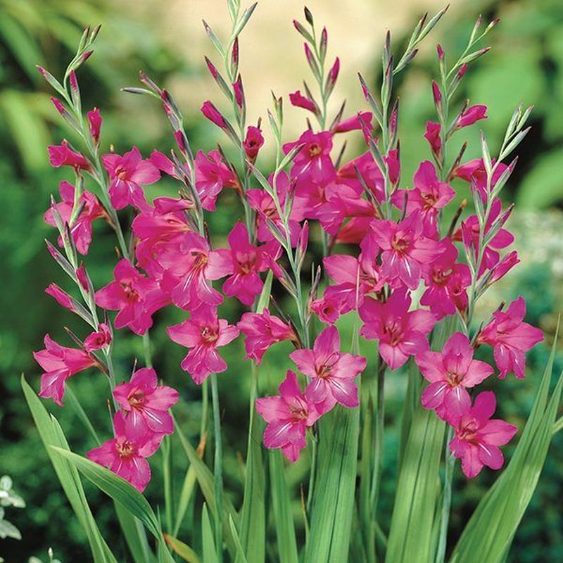 Gladiolus Italicus