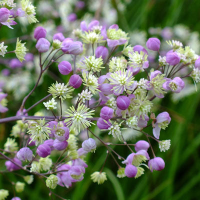 Thalictrum 'Elin'