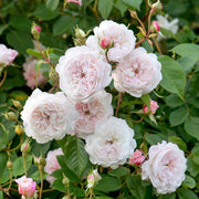 The Albrighton Rambler David Austin Fragrant Climbing Rose 6 Litre