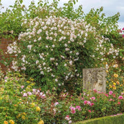 The Albrighton Rambler David Austin Fragrant Climbing Rose 6 Litre