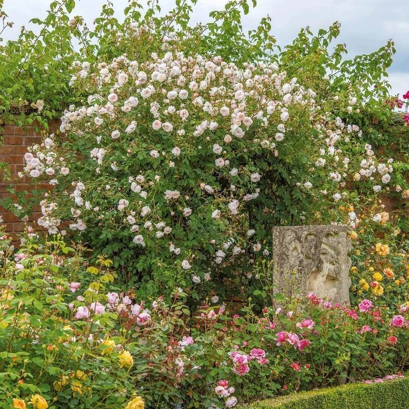 The Albrighton Rambler David Austin Fragrant Climbing Rose 6 Litre