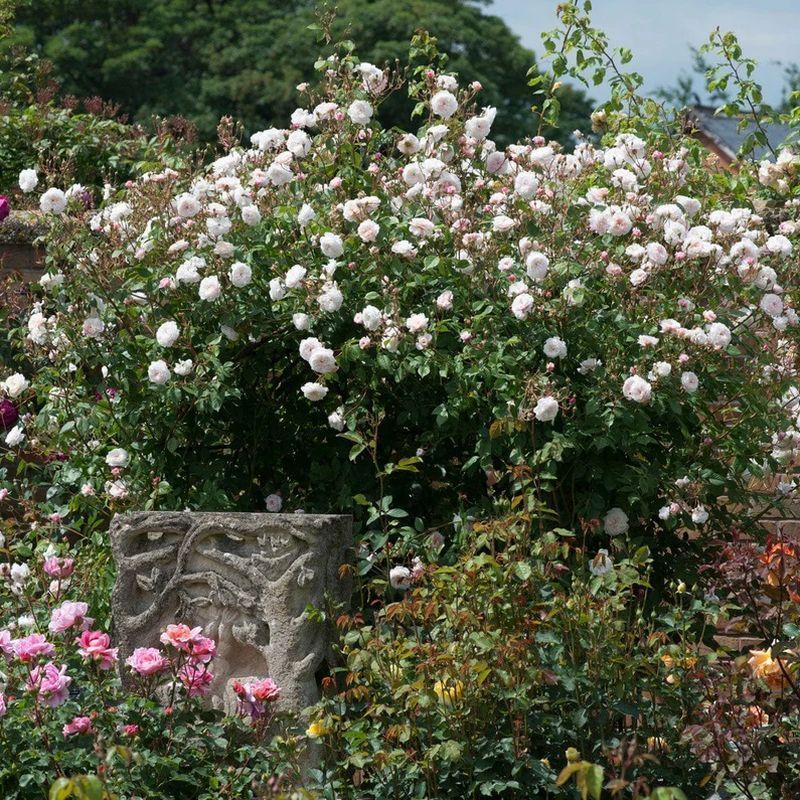 The Albrighton Rambler David Austin Fragrant Climbing Rose 6 Litre