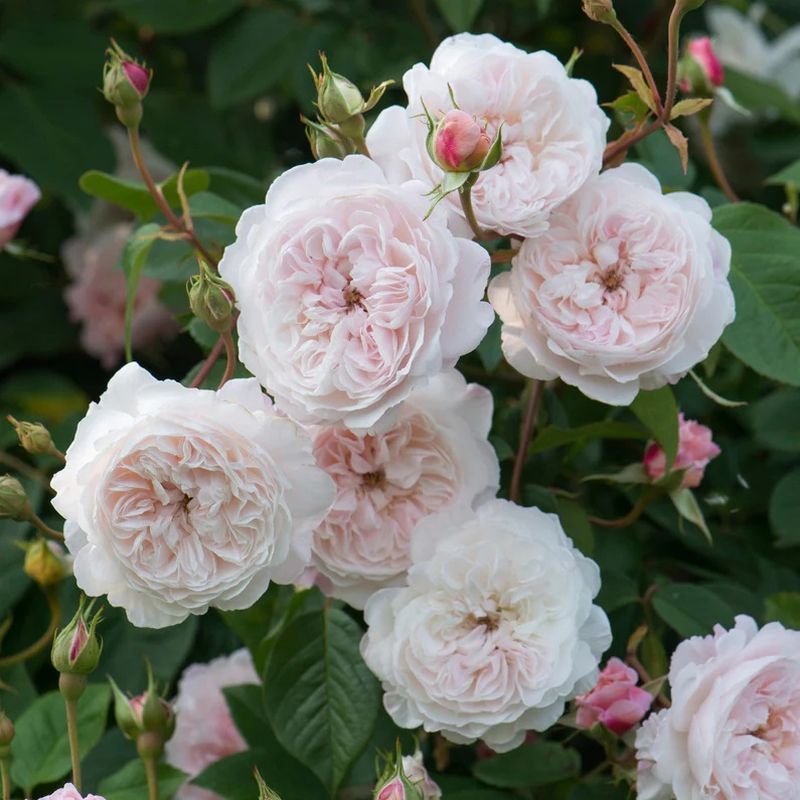 The Albrighton Rambler David Austin Fragrant Climbing Rose 6 Litre