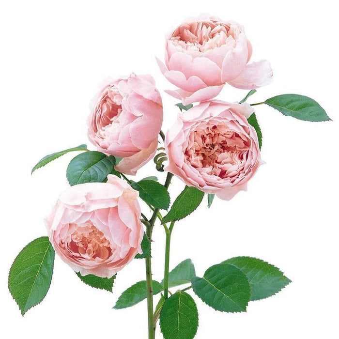 The Alnwick Rose David Austin Fragrant Rose 6 Litre