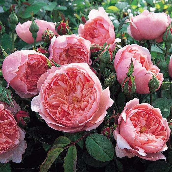 The Alnwick Rose David Austin Fragrant Rose 6 Litre