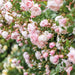 The Generous Gardener David Austin Fragrant Climbing Rose 6 Litre
