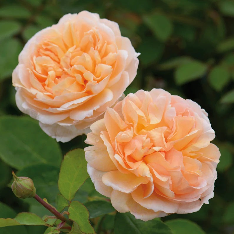 The Lady Gardener David Austin Fragrant Rose 6 Litre