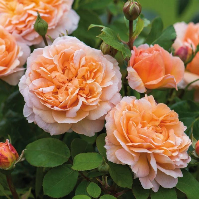 The Lady Gardener David Austin Fragrant Rose 6 Litre