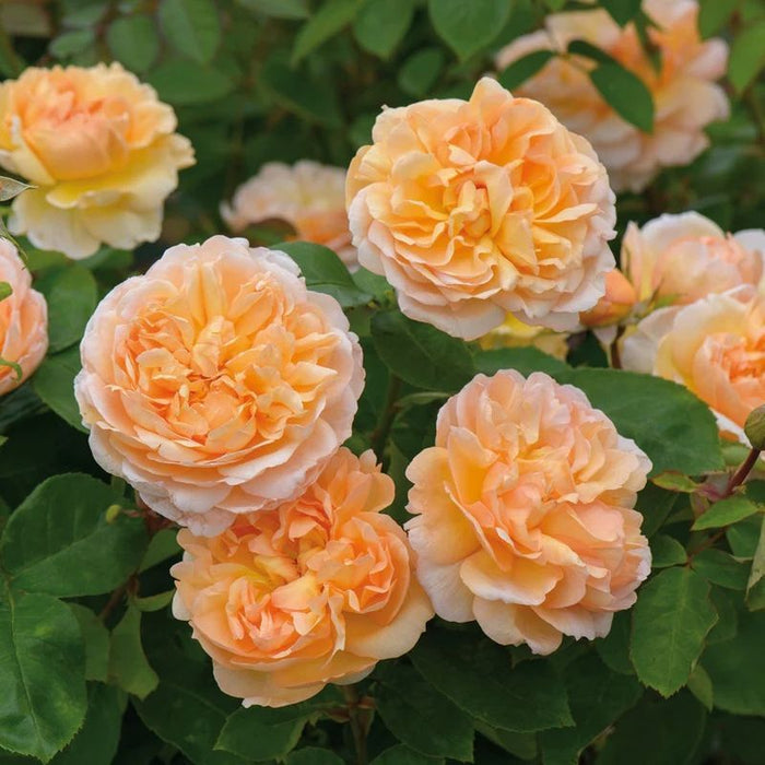 The Lady Gardener David Austin Fragrant Rose 6 Litre