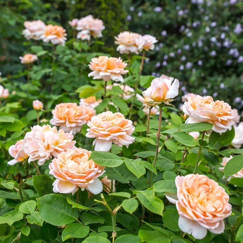 The Lady Gardener David Austin Fragrant Rose 6 Litre