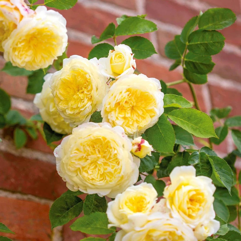The Pilgrim David Austin Fragrant Climbing Rose 6 Litre