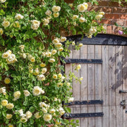 The Pilgrim David Austin Fragrant Climbing Rose 6 Litre