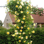 The Pilgrim David Austin Fragrant Climbing Rose 6 Litre