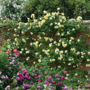 The Pilgrim David Austin Fragrant Climbing Rose 6 Litre