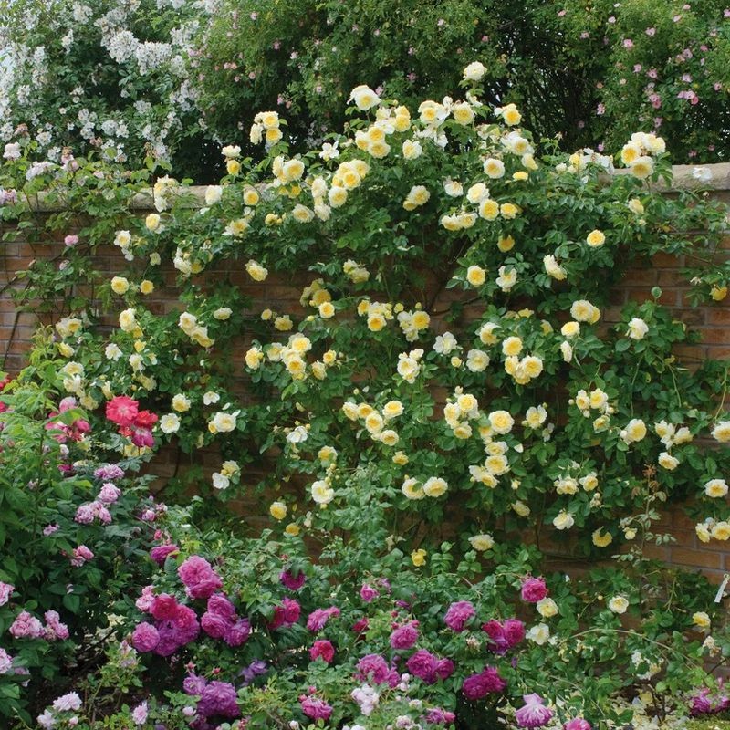 The Pilgrim David Austin Fragrant Climbing Rose 6 Litre