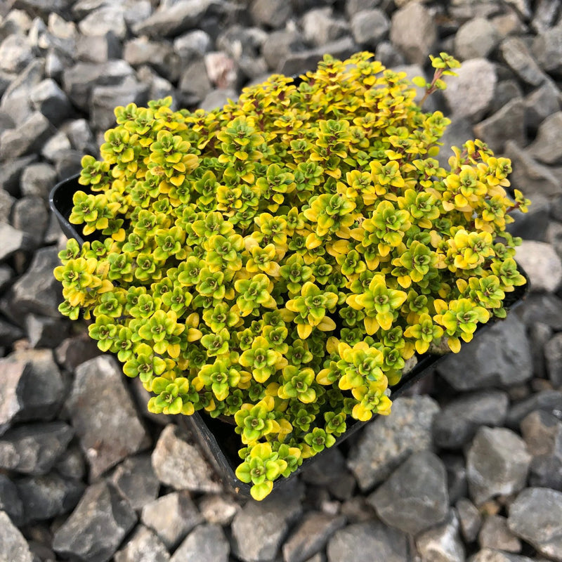 Thymus 'Archer's Gold'