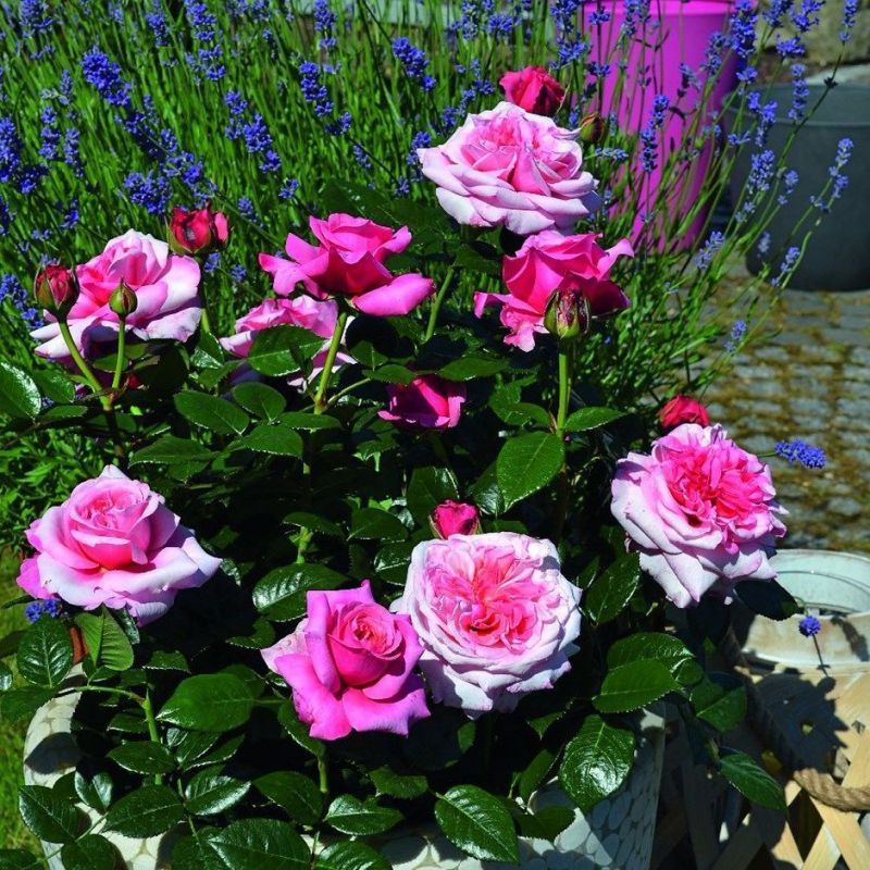 Timeless Pink Hybrid Tea Rose 3.5 Litre — Newlands Garden Centre