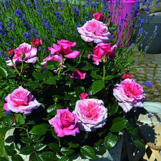 Timeless Pink Hybrid Tea Rose 3.5 Litre