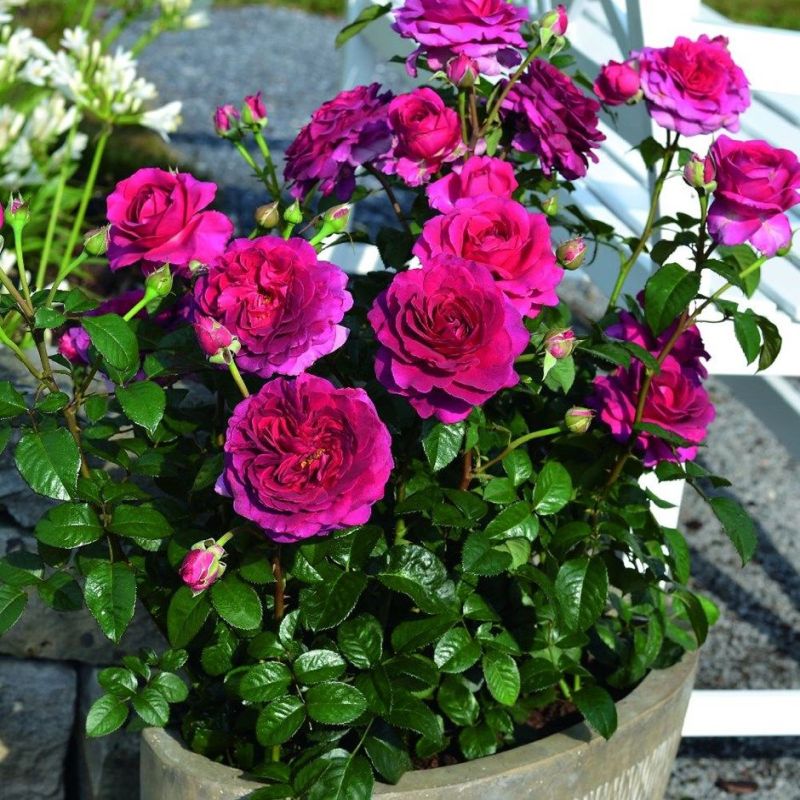 Timeless Purple Hybrid Tea Rose 3.5 Litre