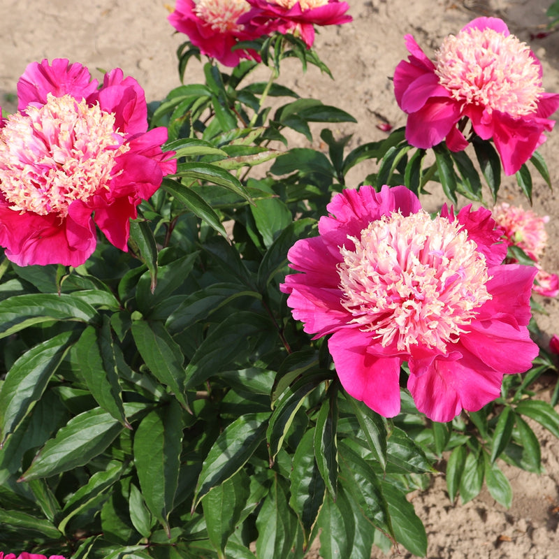 Paeonia lactiflora 'Tom Cat'