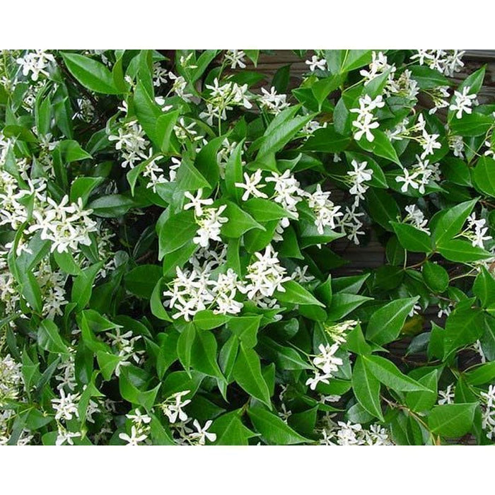 Trachelospermum Jasminoides | Star Jasmine - Very Fragrant - 2 Litre 3 Canes