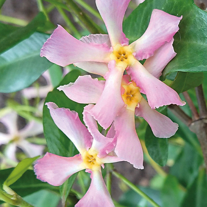 Trachelospermum asiatica 'Pink Air'- Very Fragrant