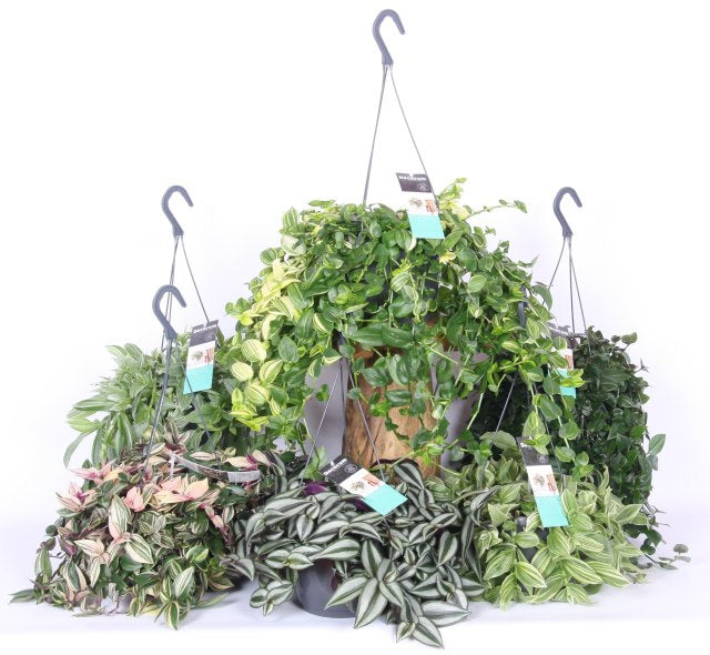 Tradescantia mix P18 hanging pot