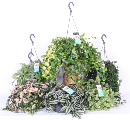 Tradescantia mix P18 hanging pot