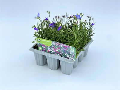 Lobelia Mixed Trailing 12 Pack