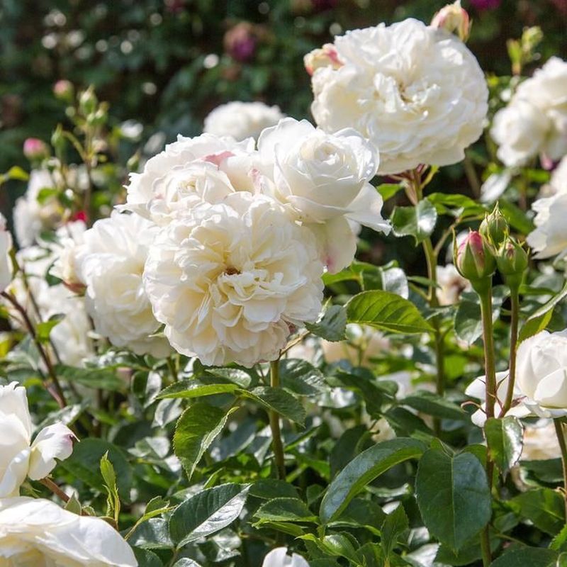 Tranquility David Austin Fragrant Rose 6 Litre
