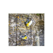 La Hacienda Tree Top Blue Tits