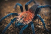 Trinidad Pink Tarantula Holothele Longipes