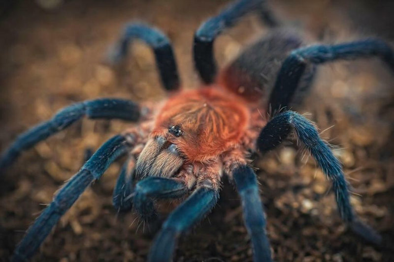 Trinidad Pink Tarantula Holothele Longipes