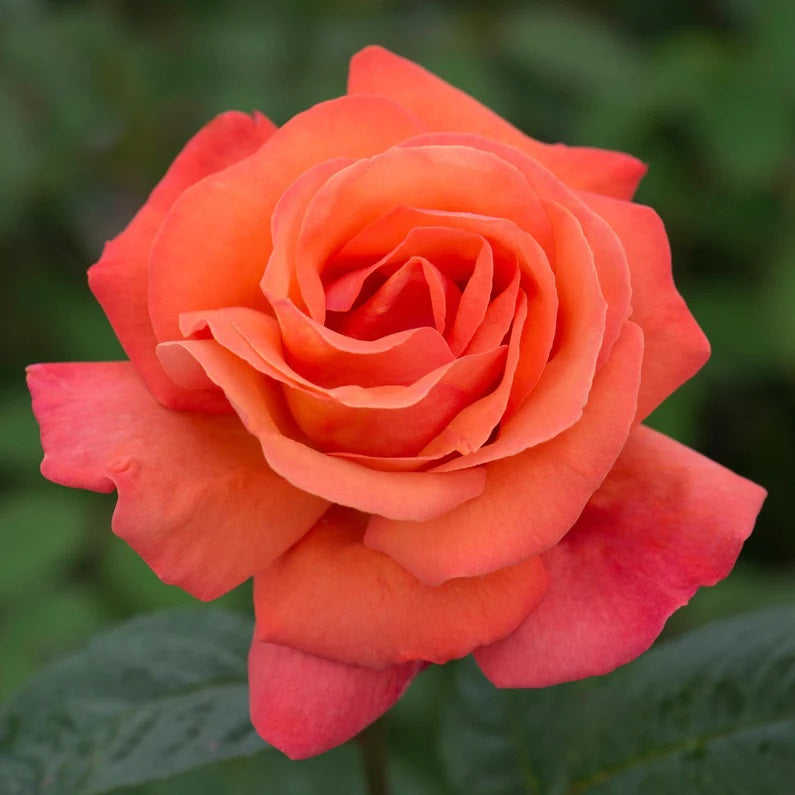 Troika Hybrid Tea Rose 4.5 Litre