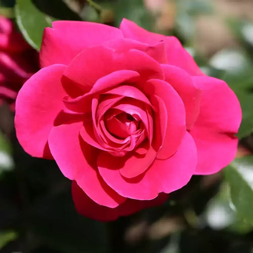Truly Loved Floribunda Rose 3.5 Litre