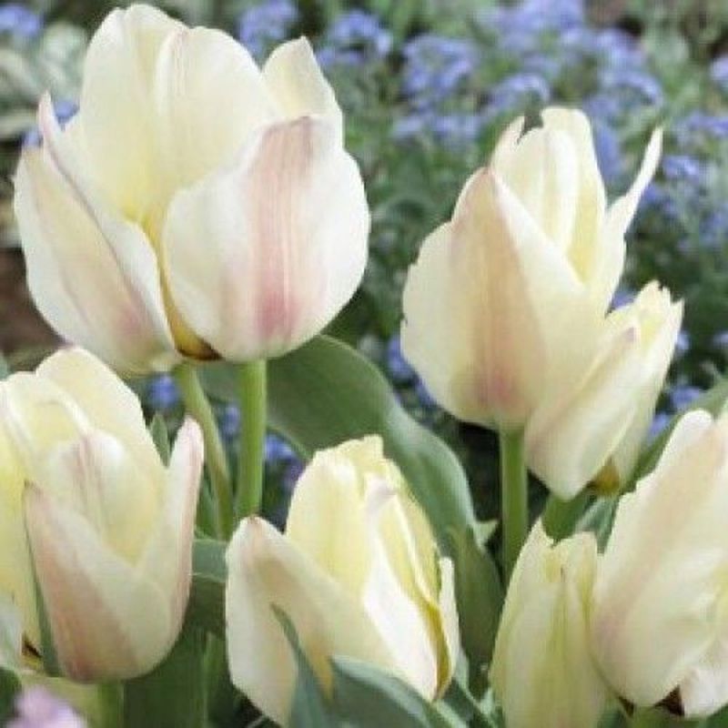 Tulip 'Albion Star'