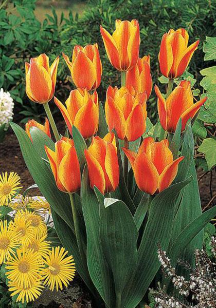 Tulip 'Cape Cod'