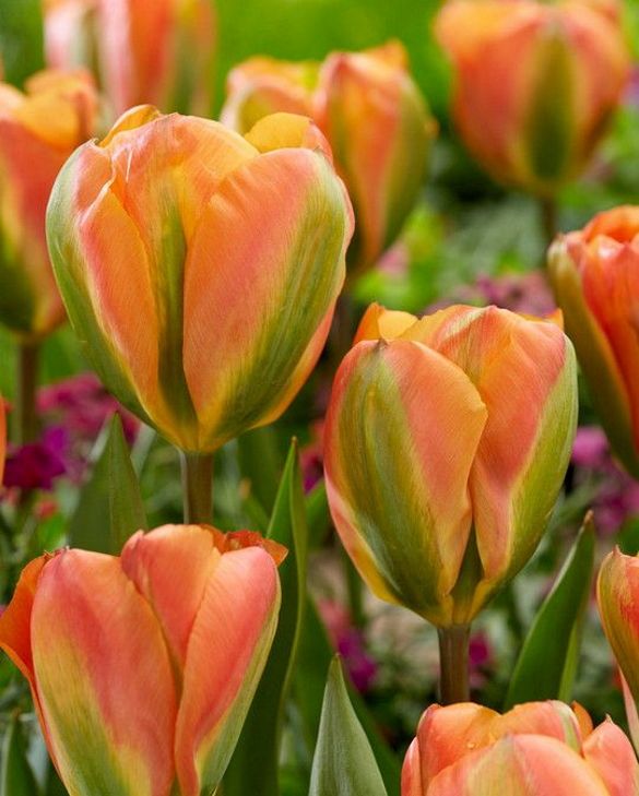 Tulip 'Orange Marmalade'