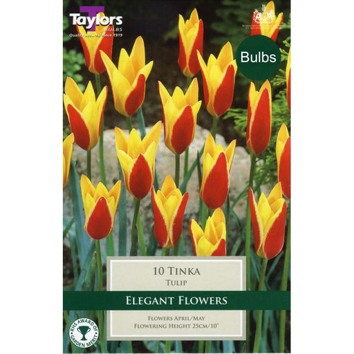 Tulip 'Tinka'