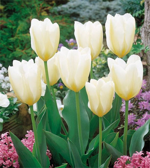 Tulip 'White Emperor'