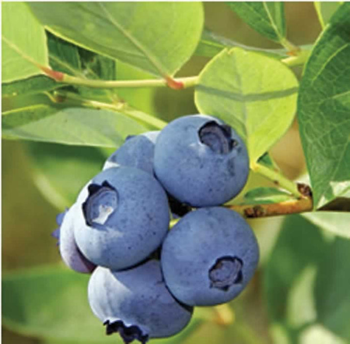 Blueberry 'Jersey' | Vaccinium corymbosum Jersey 2 Litre