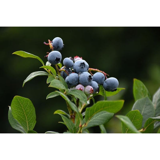 Blueberry 'Northland' | Vaccinium corymbosum Northland 2 Litre