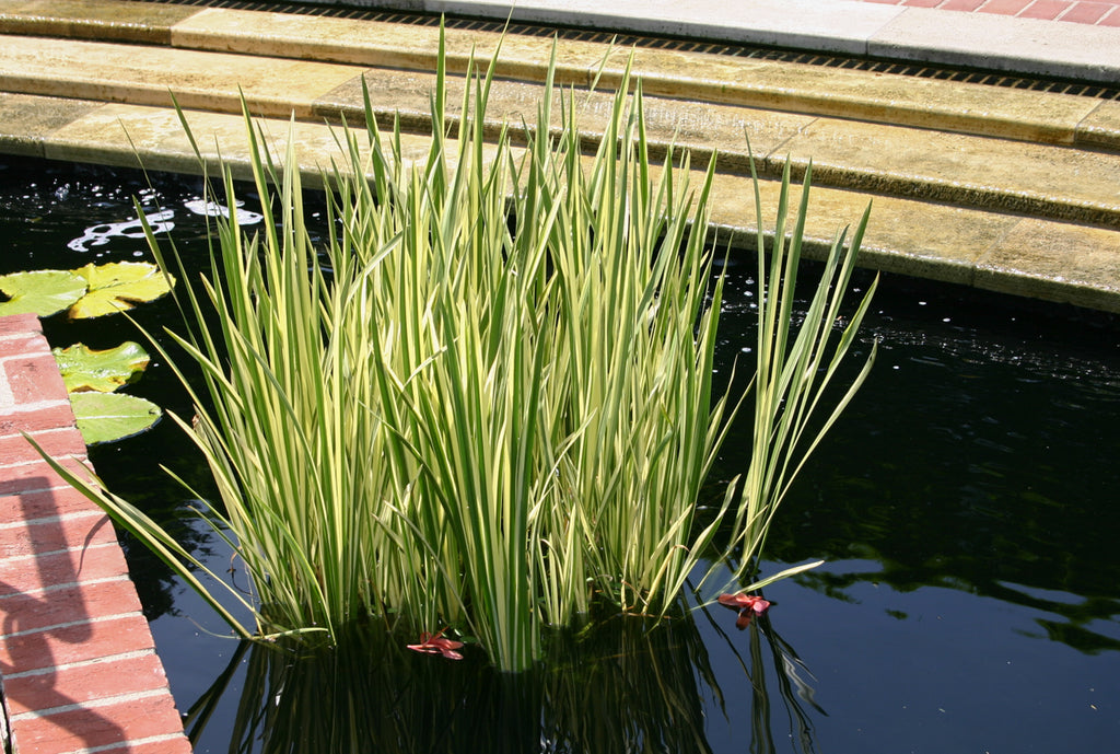 Pond Plants Ireland Pond & Water Garden Plants For Sale Water