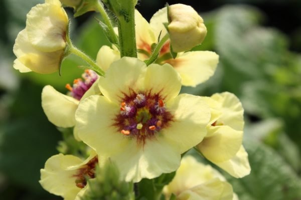 Verbascum 'Dark Eyes' 2L