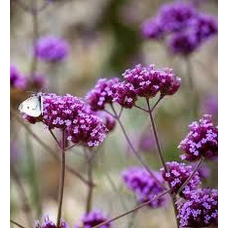 Verbena bonariensis