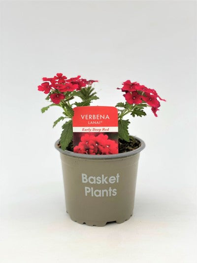 Verbena Deep Red 10cm