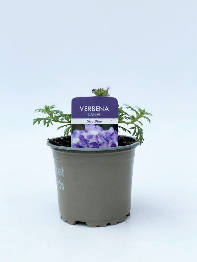 Verbena SkyBlue 10cm